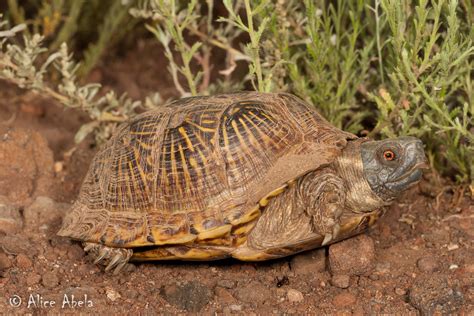 Desert Box Turtle (Terrapene ornata) | Desert box turtle fro… | Flickr