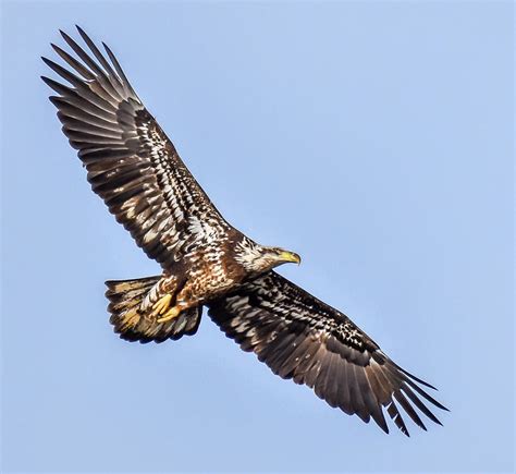 Juvenile Bald Eagle Photograph by Victor Hiltz