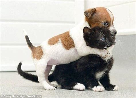 Black cat and white puppy playing together.. Click the pic for more awww | Süße tiere, Lustige ...