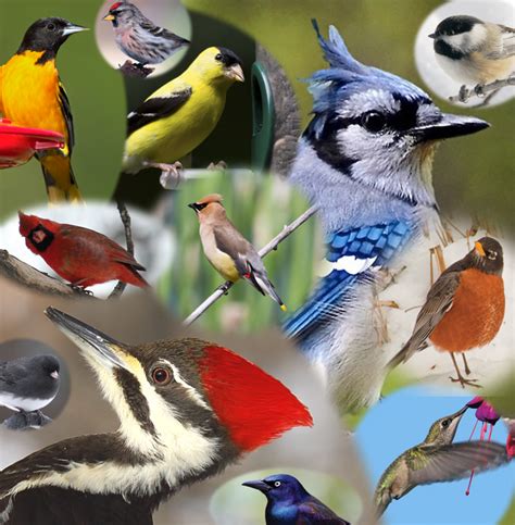 Minnesota Bird Guide - All Seasons Wild Bird Store