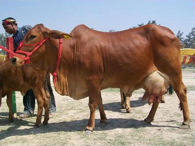 SAHIWAL COW - SAHIWAL COW Exporter, Supplier, Trading Company, Rohtak, India