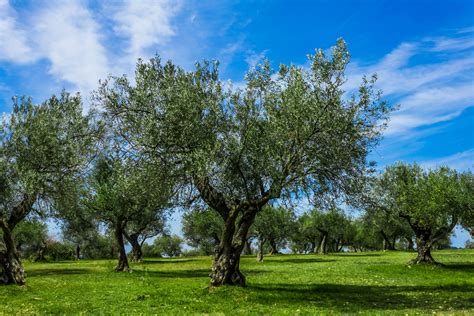 Fruitless Olive Tree: Plant Care & Growing Guide