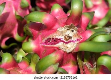 Dragon Fruit Plant Diseases Dragon Spots Stock Photo 2188755161 ...