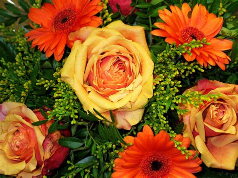 Free Images : petal, love, romance, yellow, flora, florist, floral greeting, background, gerbera ...