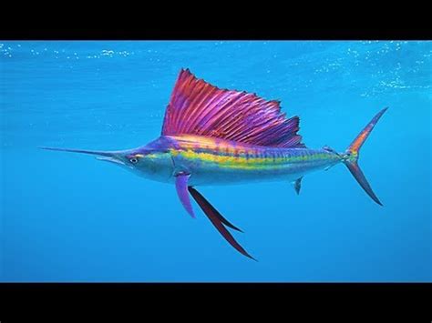 Top 151 + Fastest animal in water in the world - Lifewithvernonhoward.com