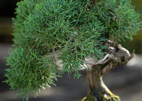 Care guide for the Juniper Bonsai tree (Juniperus) - Bonsai Empire