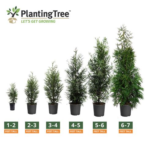 Thuja Green Giant | Thuja Green Giant For Sale - PlantingTree