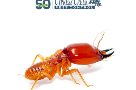 Termite Species in Houston: A Comprehensive Guide Cypress Creek Pest ...