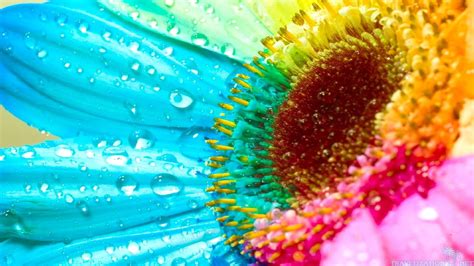 Rainbow Flower Wallpaper - WallpaperSafari