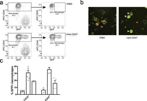 Validation of flow cytometry–based in vitro phagocytosis assay (a)... | Download Scientific Diagram