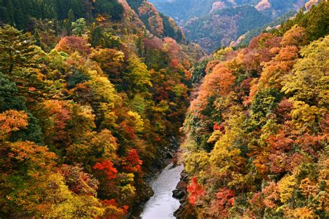 10 Gorgeous Autumn Foliage Spots in Tokyo - Savvy Tokyo