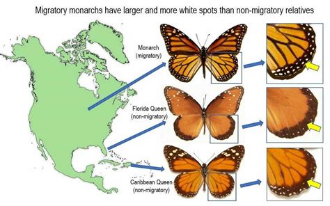 White spots on monarch butterflies' wings may aid their long migration ...