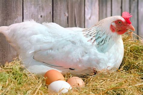 20 Best Chicken Breeds for Eggs (Ranked by Egg Yield)