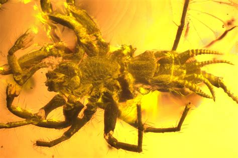 Prehistoric spider-like arachnid found preserved in amber, and it even has a tail