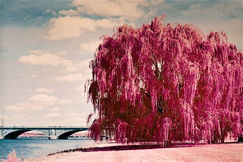 "Weeping Willow Tree Along The Potomac River In Washington D.C." by ...