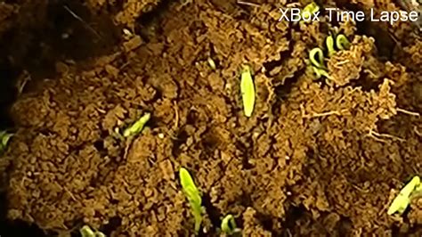 Cilantro Seed Time lapse | Grow Coriander from Cilantro Seed ...