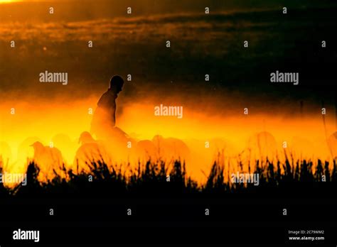 Sunset nature and shepherd. Sunset nature background. Sheeps and shepherd silhouette Stock Photo ...