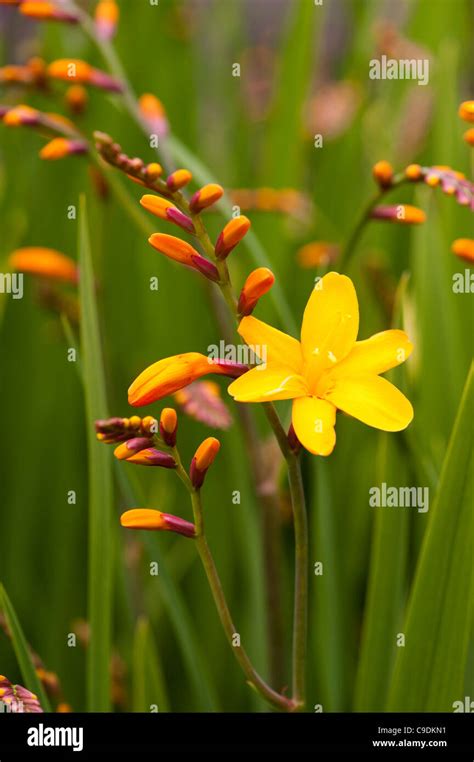 Crocosmia x crocosmiiflora ‘Columbus’, Montbretia, in flower Stock Photo - Alamy