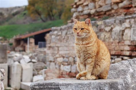 380+ Stunning Greek Cat Names That You Can Choose From