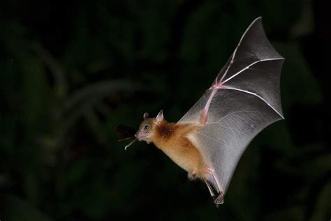 Bat,,Greater,Shortnosed,Fruit,Bat,Flying,At,Night. - Pointe Pest ...