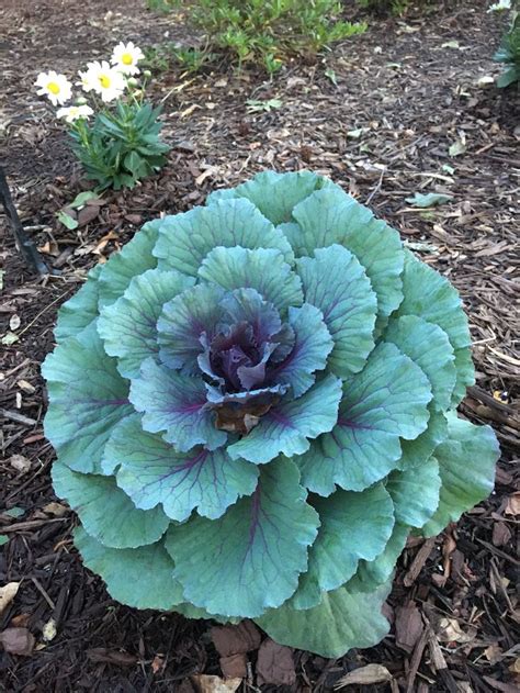 love these ornamental cabbages! | Ornamental cabbage, Porch decorating, Cabbage