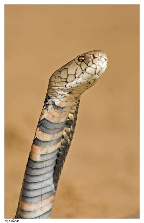 Snouted Cobra | Outdoor family photography, Animals, Snake