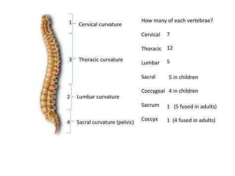 PPT - Cervical curvature PowerPoint Presentation, free download - ID:6566483