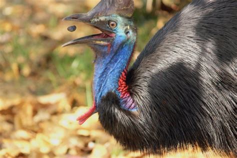 The Cassowaries of Mission Beach | Lateral Movements