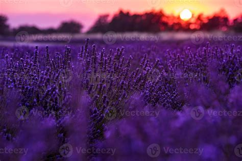 colorful sunset at lavender field 10372187 Stock Photo at Vecteezy