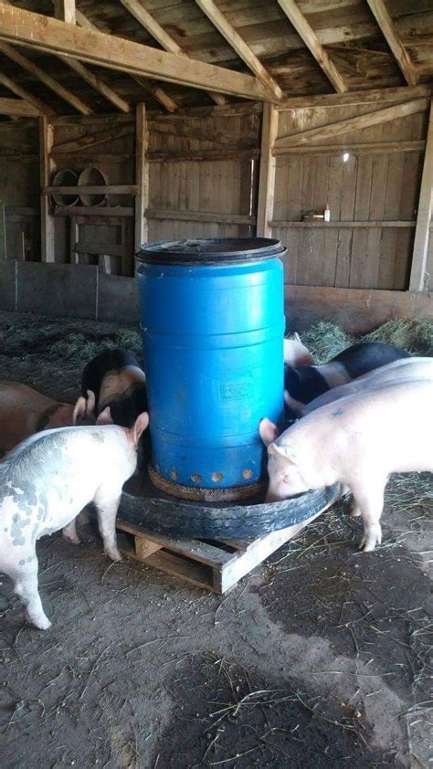 Pin on comederos para cerdos | Raising farm animals, Pigs farming livestock, Pig farming