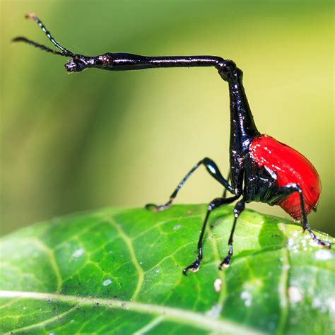 your opinion on the Giraffe Weevil? : r/weeviltime