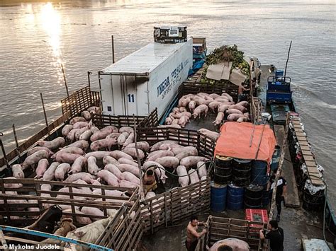 I travelled through the Amazon jungle on a cargo ship for three days to the world's largest city ...