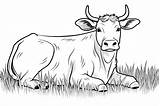 Ox Coloring Pages  25 Free Drawings To Print And Color sketch template