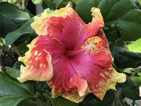 Hibiscus Bloom | Smithsonian Photo Contest | Smithsonian Magazine