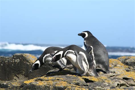 Fauna argentina. Pingüino de Magallanes. Fotos e Info. - Taringa!