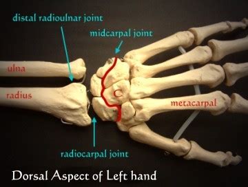 Radiocarpal Joint