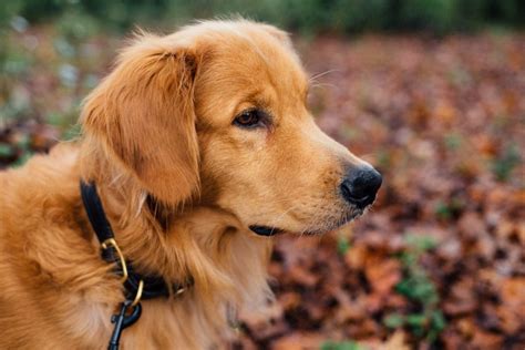 All about golden retrievers | Canadian Dogs