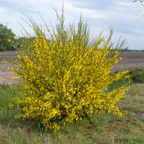 Broom Plant For Sale | Trees Direct