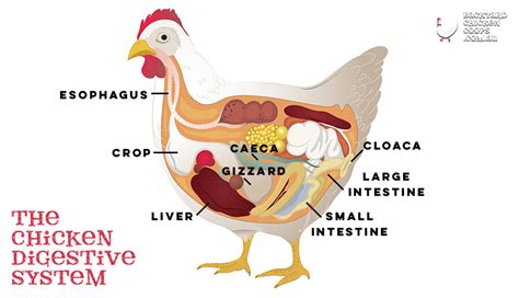 Making Sense Of Your Chickens Digestive Health