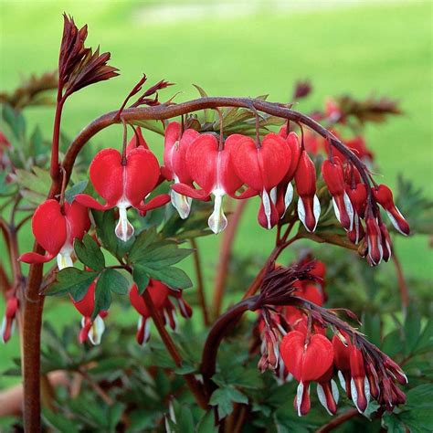 Valentine Dicentra spectabilis - Bleeding Heart Perennial - Gallon Pot - Walmart.com - Walmart.com