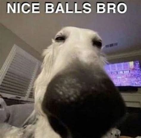 Nice Balls Bro | Know Your Meme