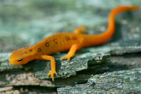 PA HERP IDENTIFICATION » Red-spotted Newt