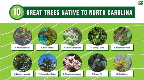 10 Great Trees Native to North Carolina - A-Z Animals