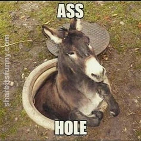 25 Best Memes About Donkey Funny Donkey Funny Memes