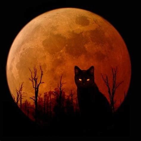 Full moon | Halloween cat, Halloween art, Black cat