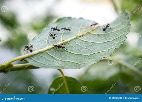 Honey Ants Aphids stock image. Image of black, milk, camponotus - 75094395