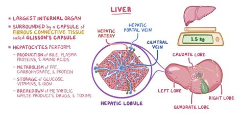 Liver Histology Model Labeled