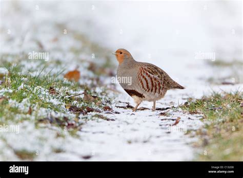 Grey Partridge (Perdix perdix), bird on field track in winter Stock ...