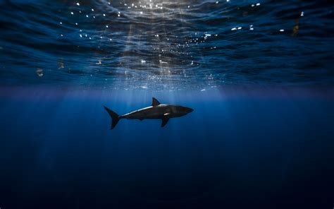 Requin Fond d'écran HD | Arrière-Plan | 2560x1600 | ID:614527 - Wallpaper Abyss