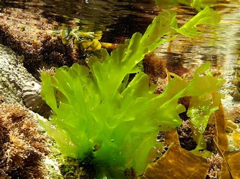 Sea Lettuce (Ulva lactuca) | Seaweed, Edible seaweed, Plants